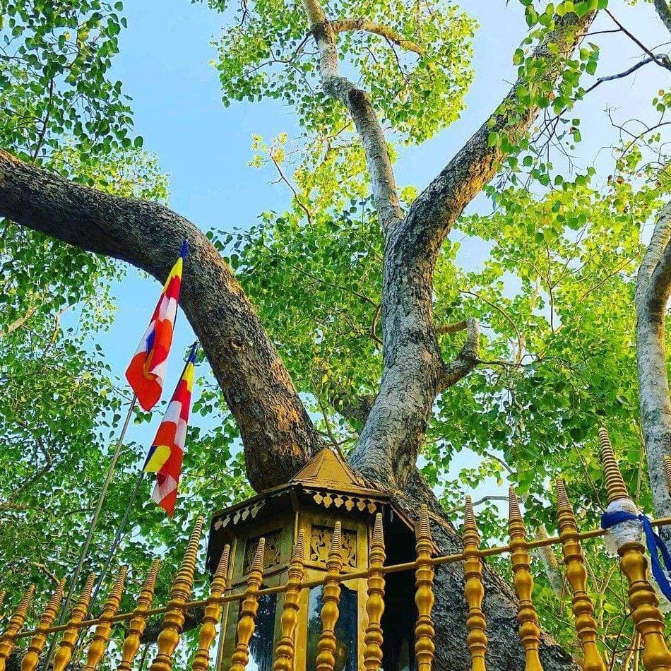 The Tree That Outlived Empires